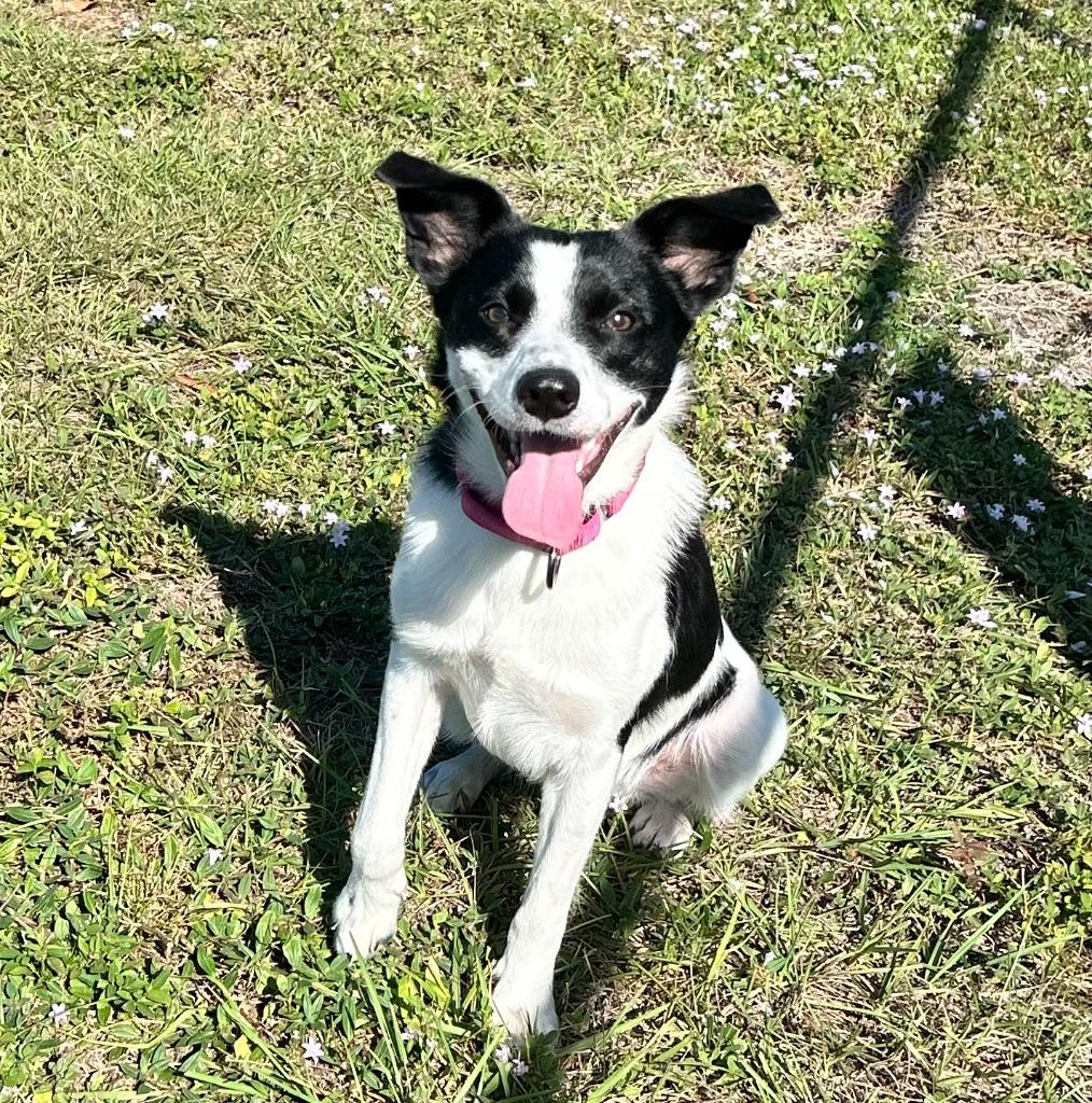 Ranger, Adoptable, Young Male Cattle Dog & Mixed Breed.