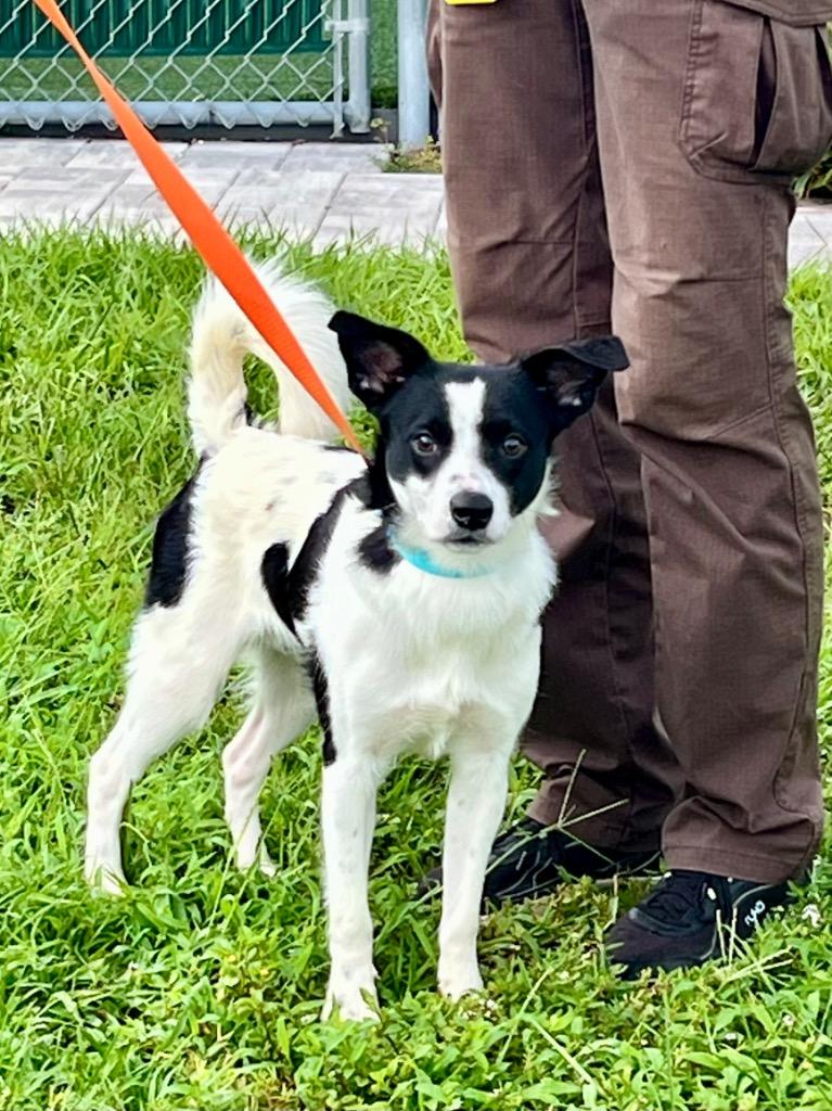 Enlarge Ranger, a Adoptable mixed breed in Cape Coral, FL image 3/4