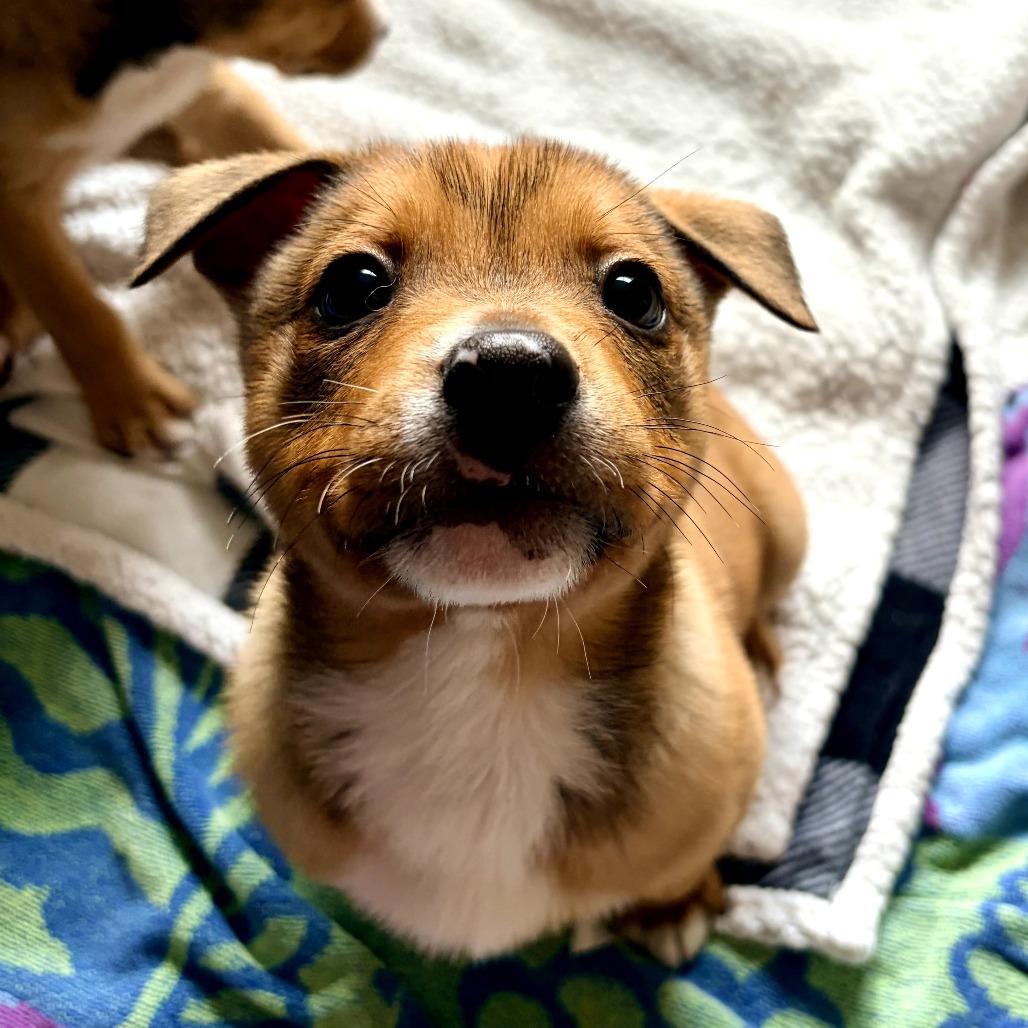Tate, Adoptable, Young Male Terrier.