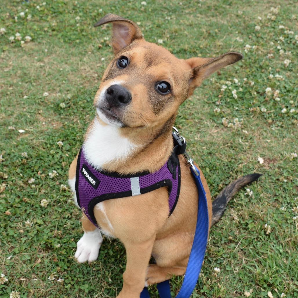 Tate, a Adoptable Terrier in Bessemer, AL image 4/6