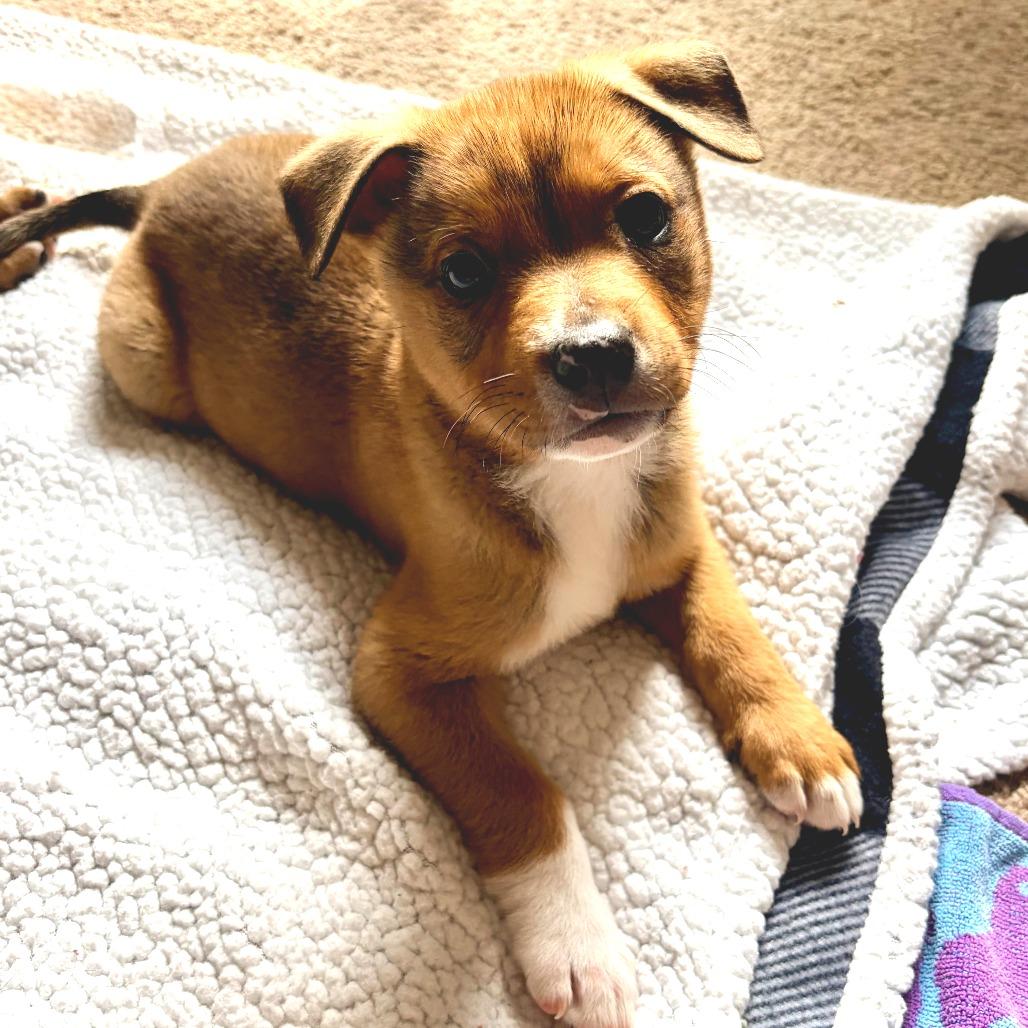 Tate, a Adoptable Terrier in Bessemer, AL image 5/6