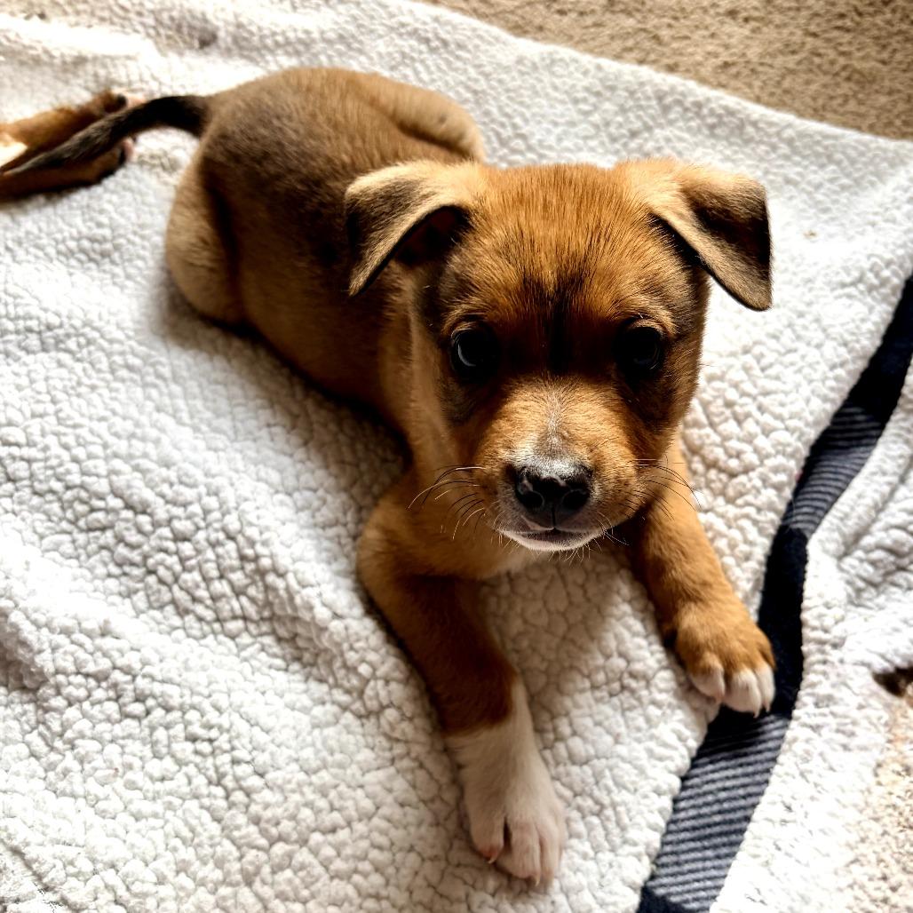 Tate, a Adoptable Terrier in Bessemer, AL image 6/6