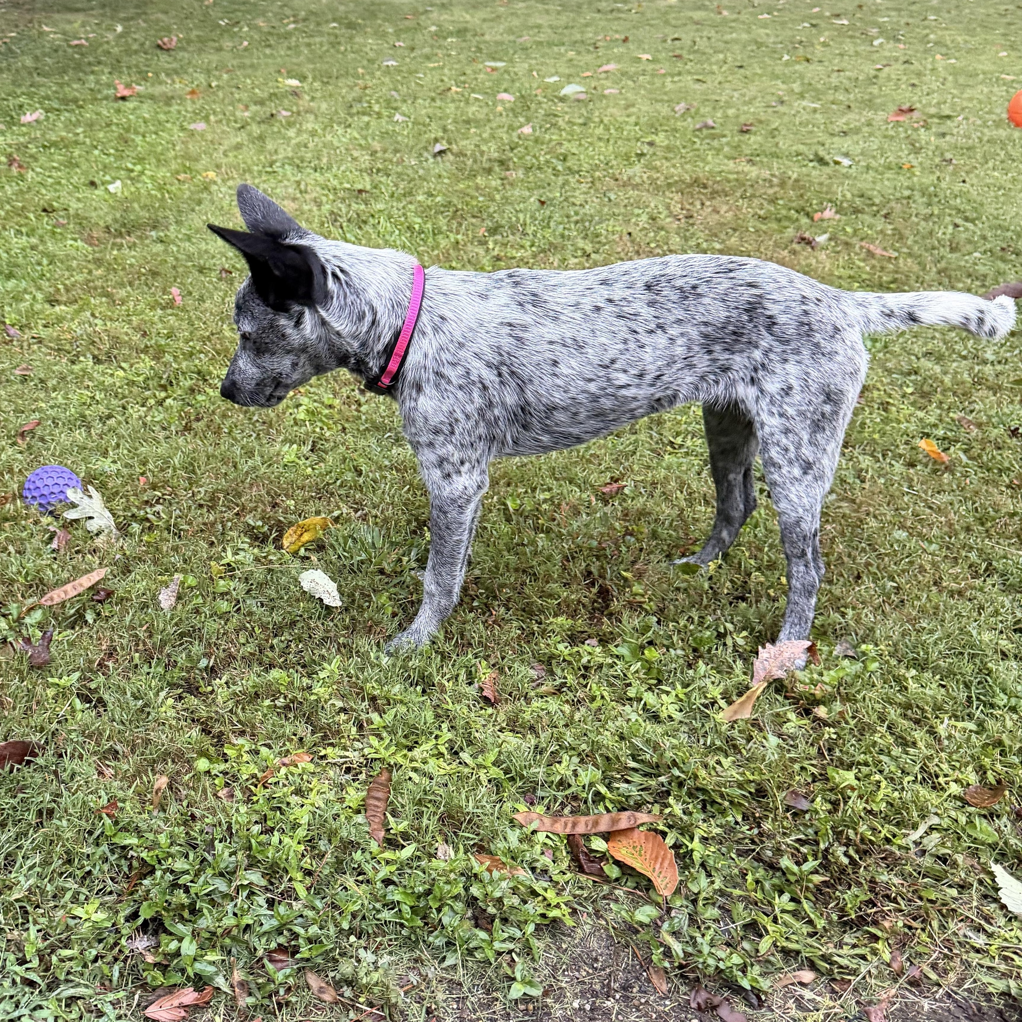 Enlarge Missy, a Adoptable Australian Cattle Dog / Blue Heeler in Richmond, VA image 3/5