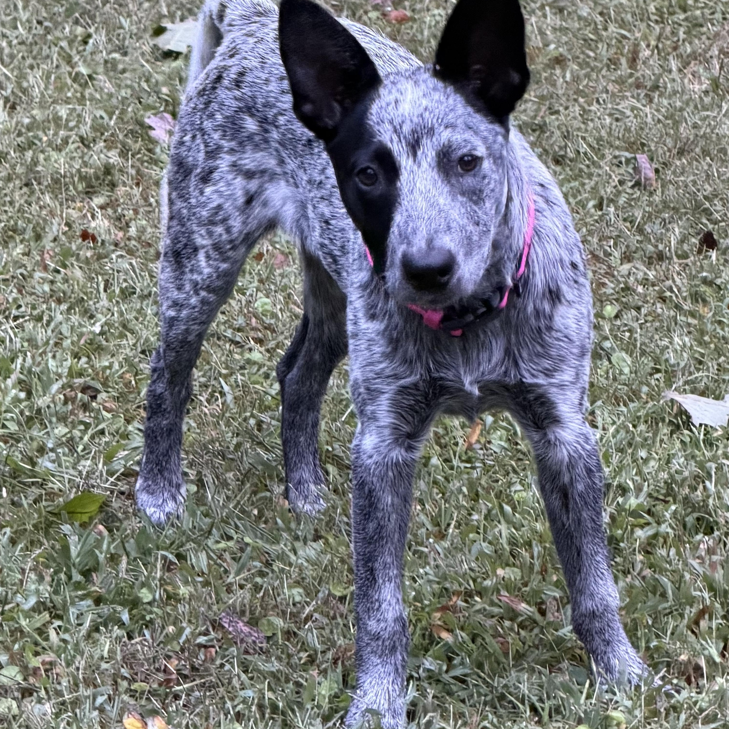 Enlarge Missy, a Adoptable Australian Cattle Dog / Blue Heeler in Richmond, VA image 5/5