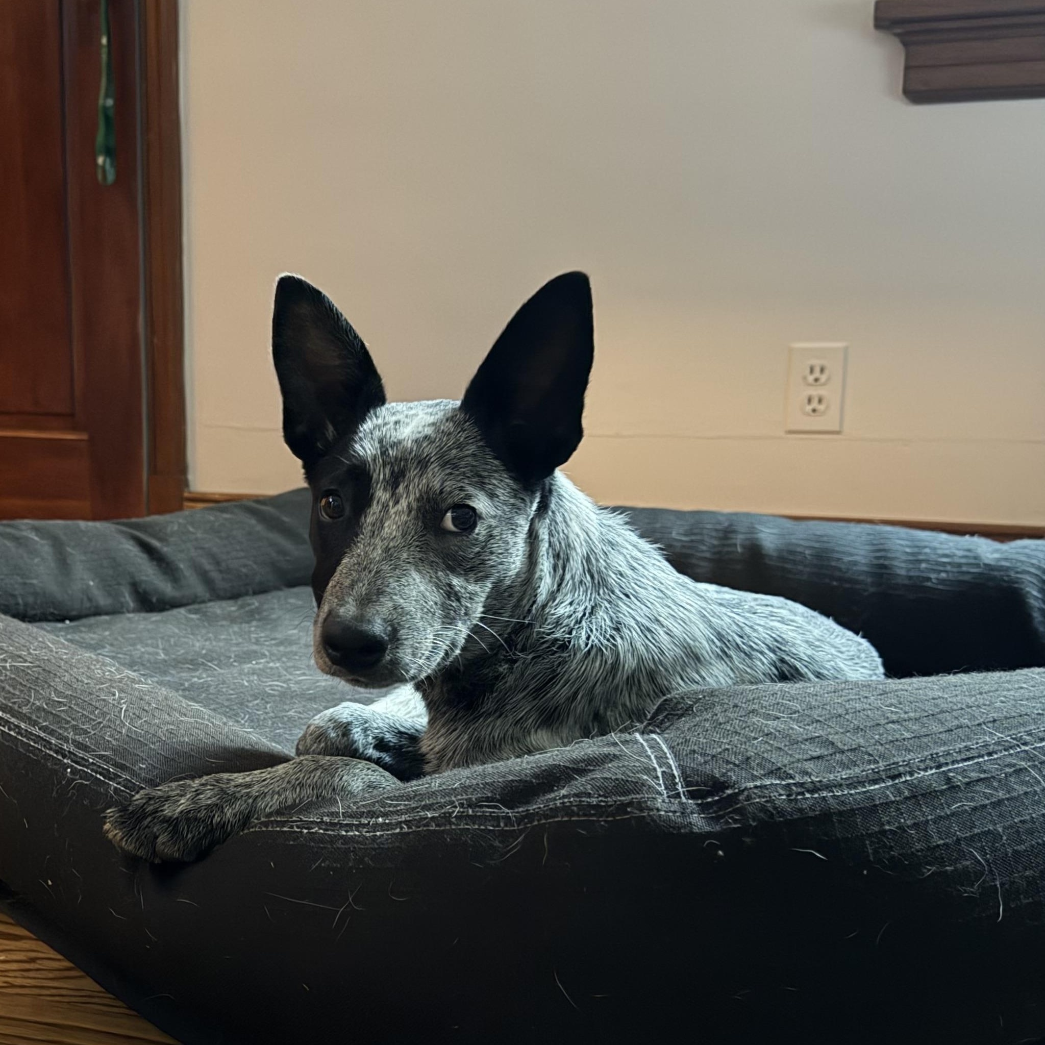 Enlarge Missy, a Adoptable Australian Cattle Dog / Blue Heeler in Richmond, VA image 2/5