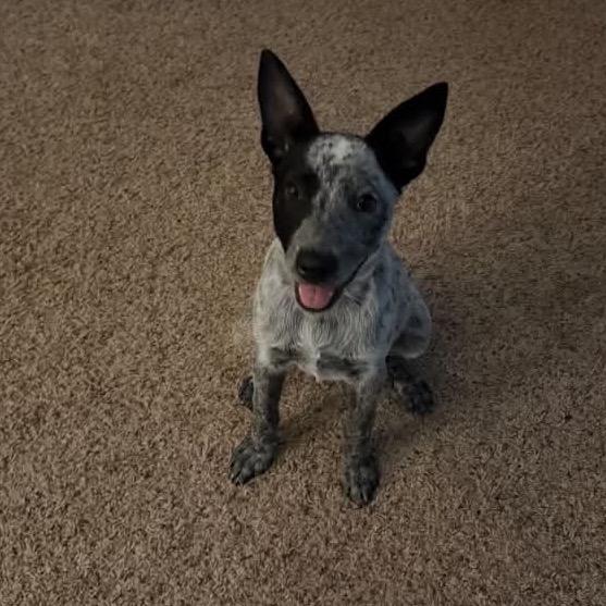 Enlarge Missy, a Adoptable Australian Cattle Dog / Blue Heeler in Richmond, VA image 4/5