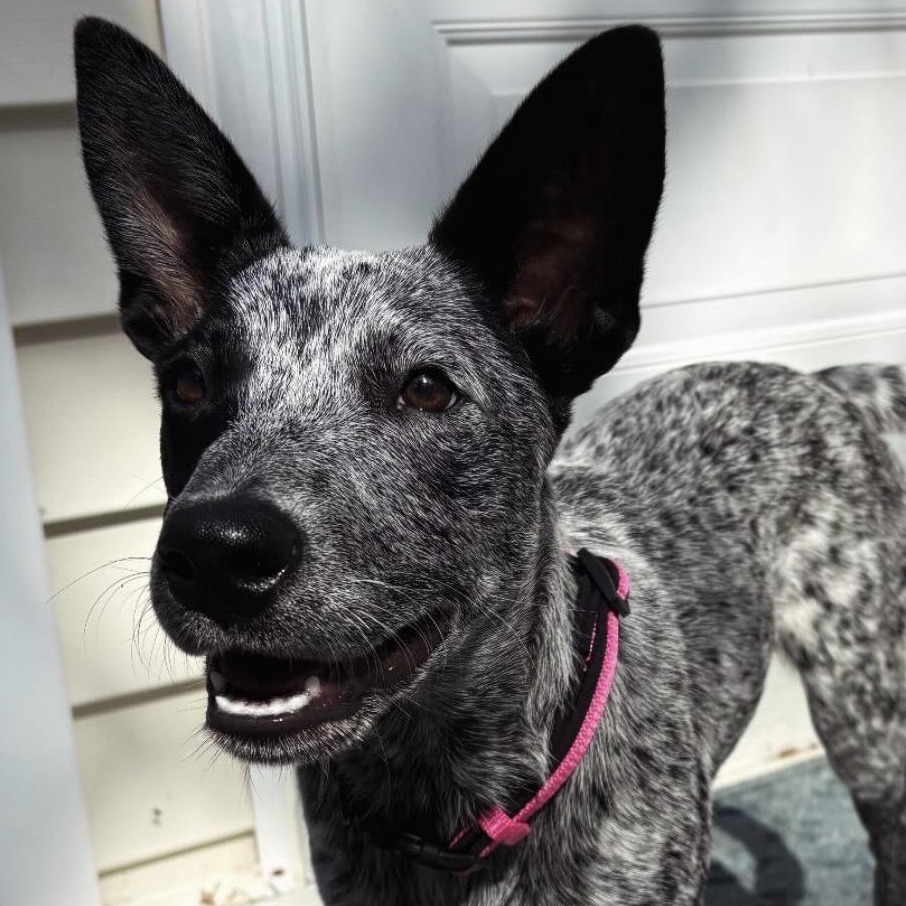 Missy, Adoptable, Puppy Female Australian Cattle Dog / Blue Heeler.