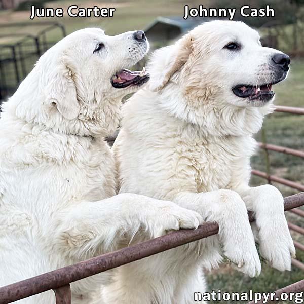 Johnny Cash and June Carter in VA - A Playful Duo!