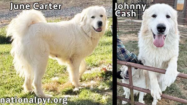 Johnny Cash and June Carter in VA - A Playful Duo!