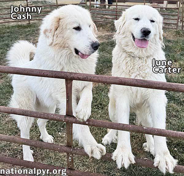 Johnny Cash and June Carter in VA - A Playful Duo!