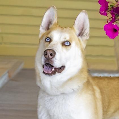 Percy, Adoptable, Adult Male Siberian Husky & Mixed Breed.