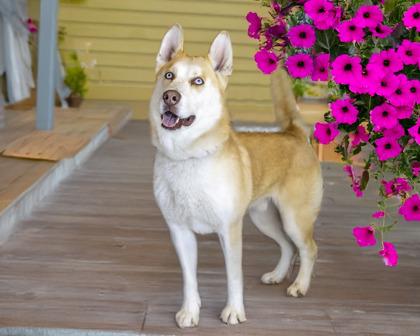 Enlarge Percy, a Adoptable mixed breed in Camano Island, WA image 3/3