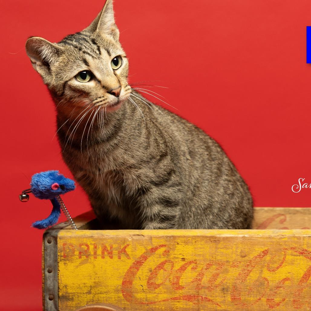 Enlarge Boone, a Adoptable American Shorthair in Elwood, IN image 1/1