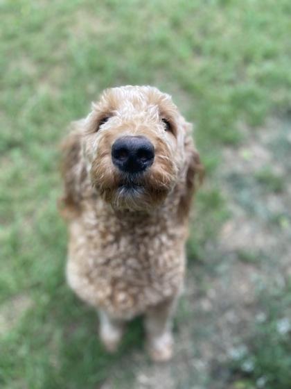 Enlarge Ferguson, a Adoptable mixed breed in Fort Worth, TX image 1/6