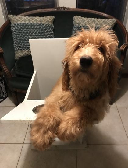 Enlarge Ferguson, a Adoptable mixed breed in Fort Worth, TX image 2/6