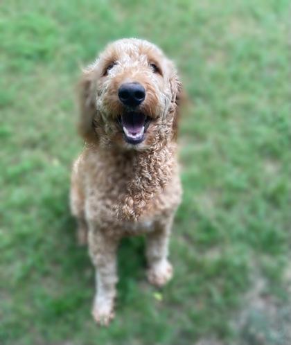 Ferguson, Adoptable, Young Male Golden Retriever & Mixed Breed.
