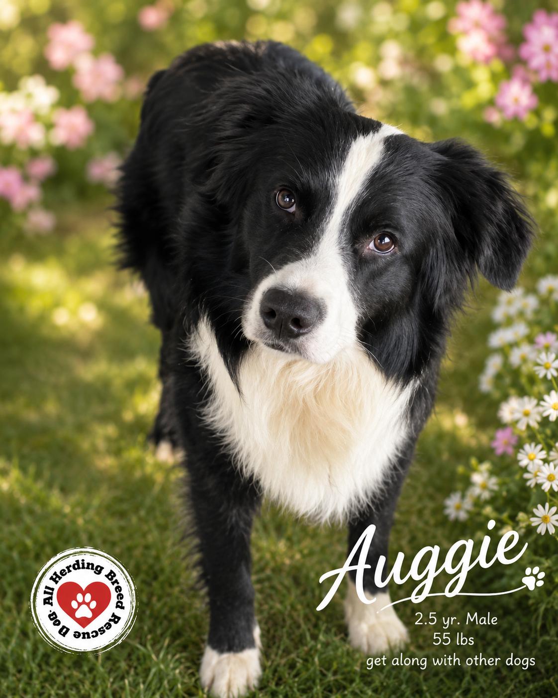 Auggie, a ADOPTABLE Border Collie in Wauconda, IL image 2/2