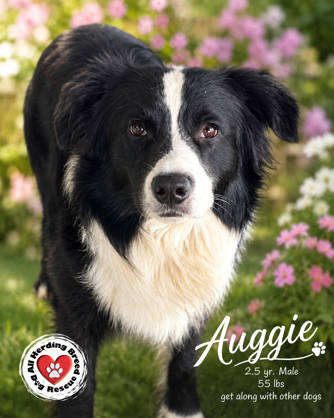 Auggie, ADOPTABLE, Young Male Border Collie.
