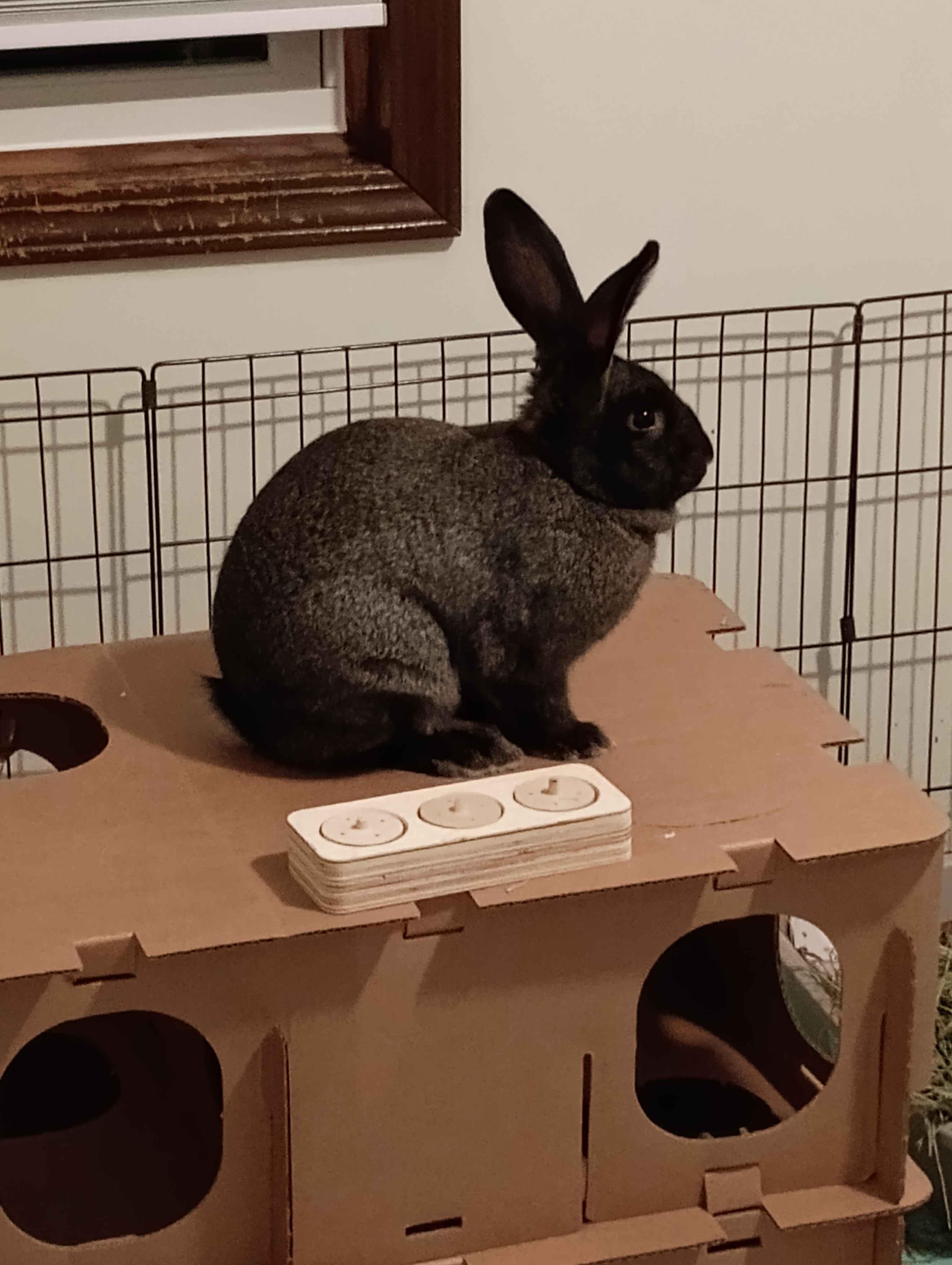 Scooby, adopted, Young Female Silver Fox.