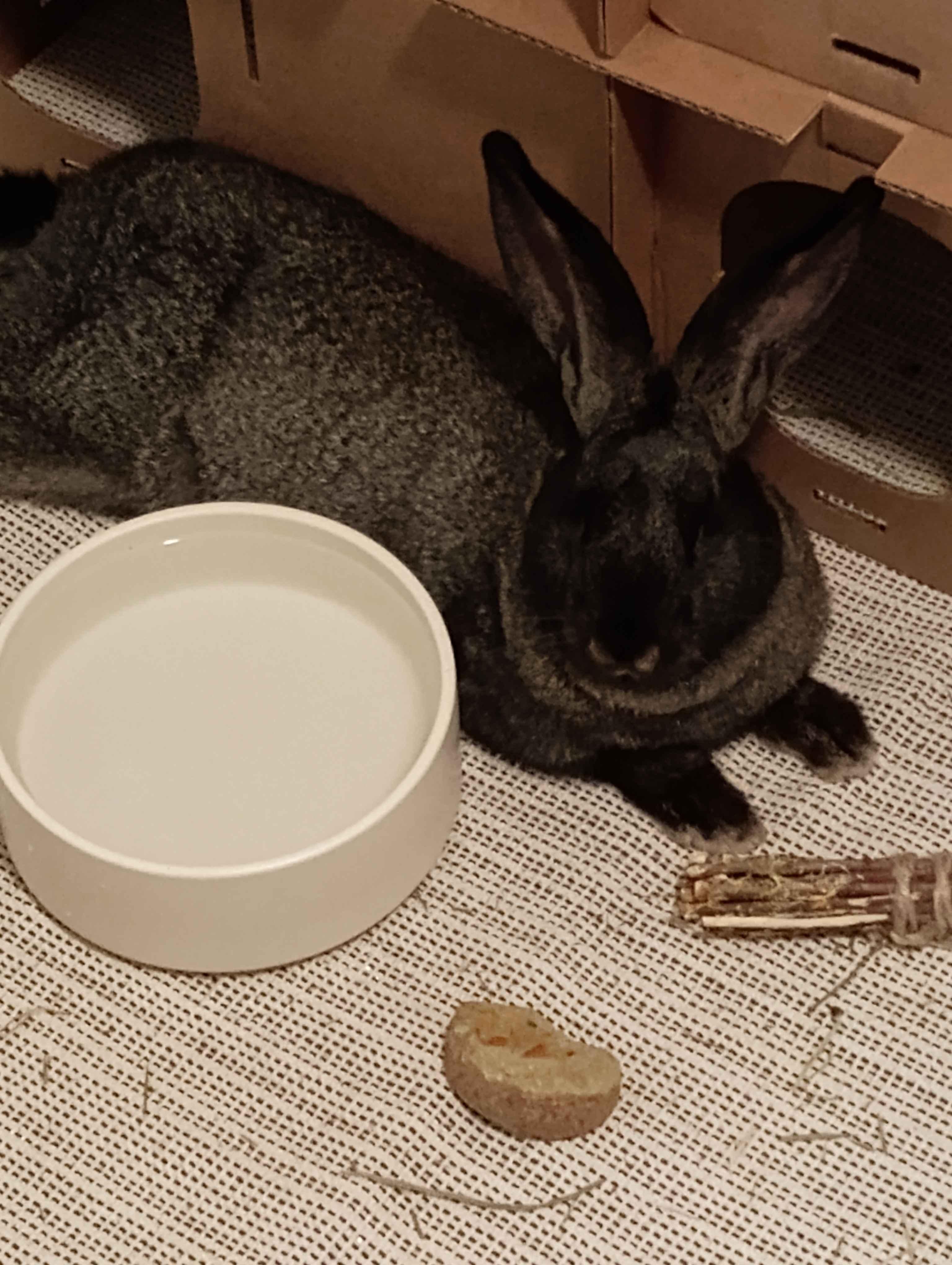 Enlarge Scooby, an adopted mixed breed in Canal Fulton, OH image 2/3