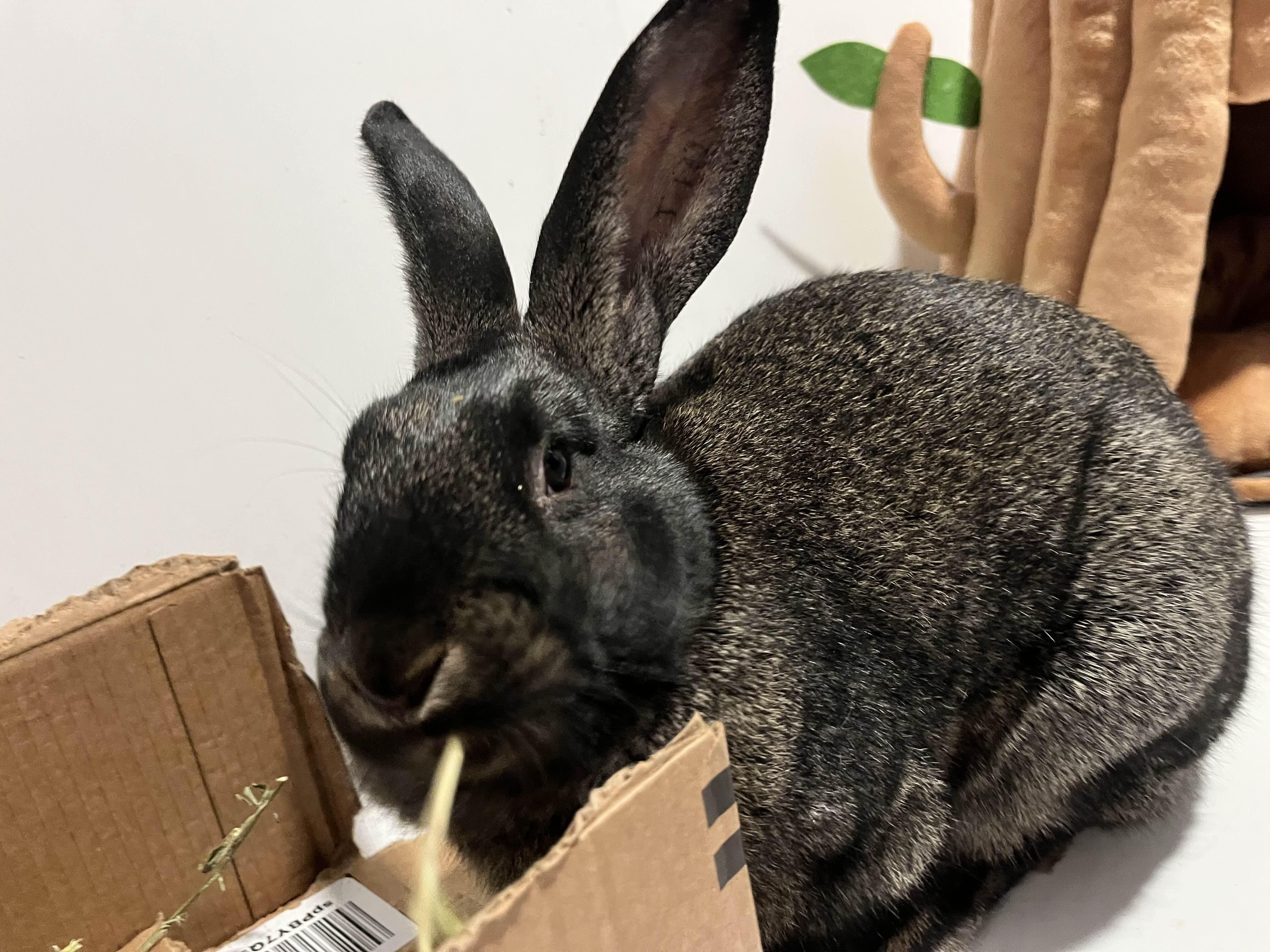 Enlarge Scooby, an adopted mixed breed in Canal Fulton, OH image 3/3