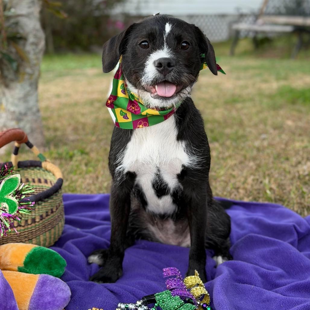 Windy (Benefactor puppy)