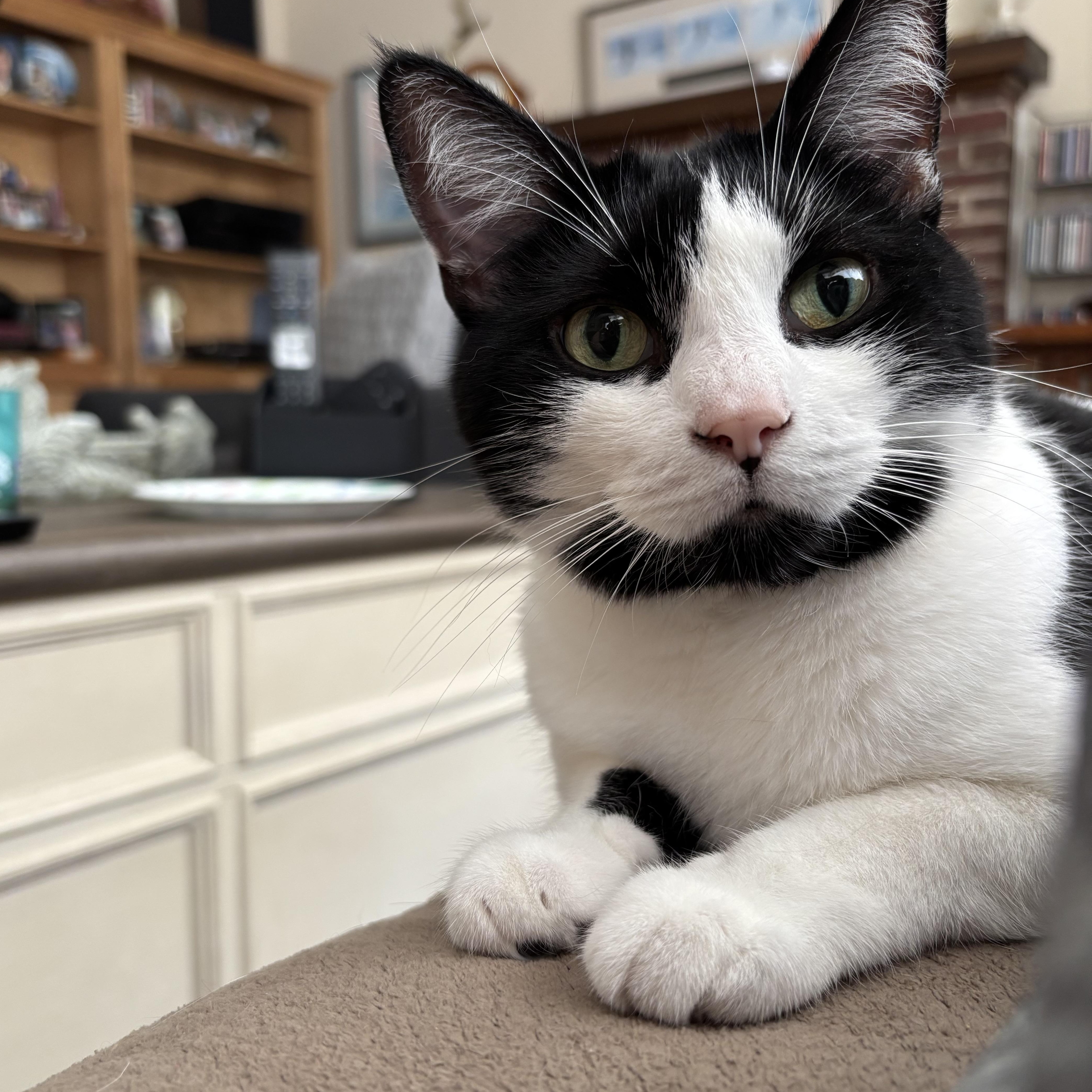 Enlarge Mumu, a ADOPTABLE Domestic Short Hair in Roanoke, VA image 1/4