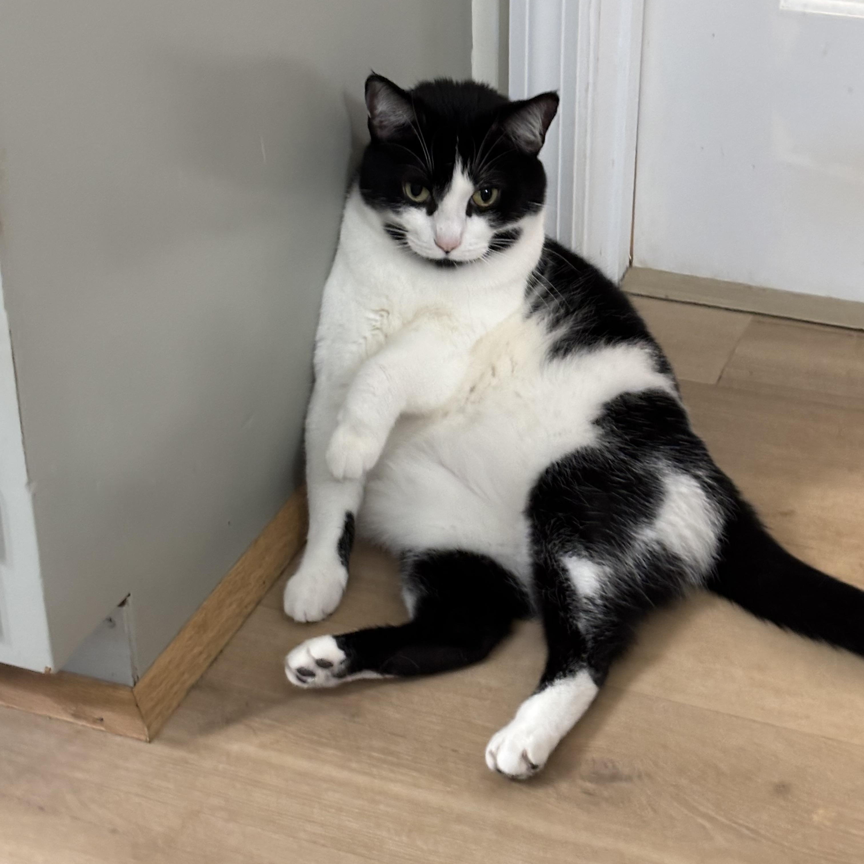 Enlarge Mumu, a ADOPTABLE Domestic Short Hair in Roanoke, VA image 2/4