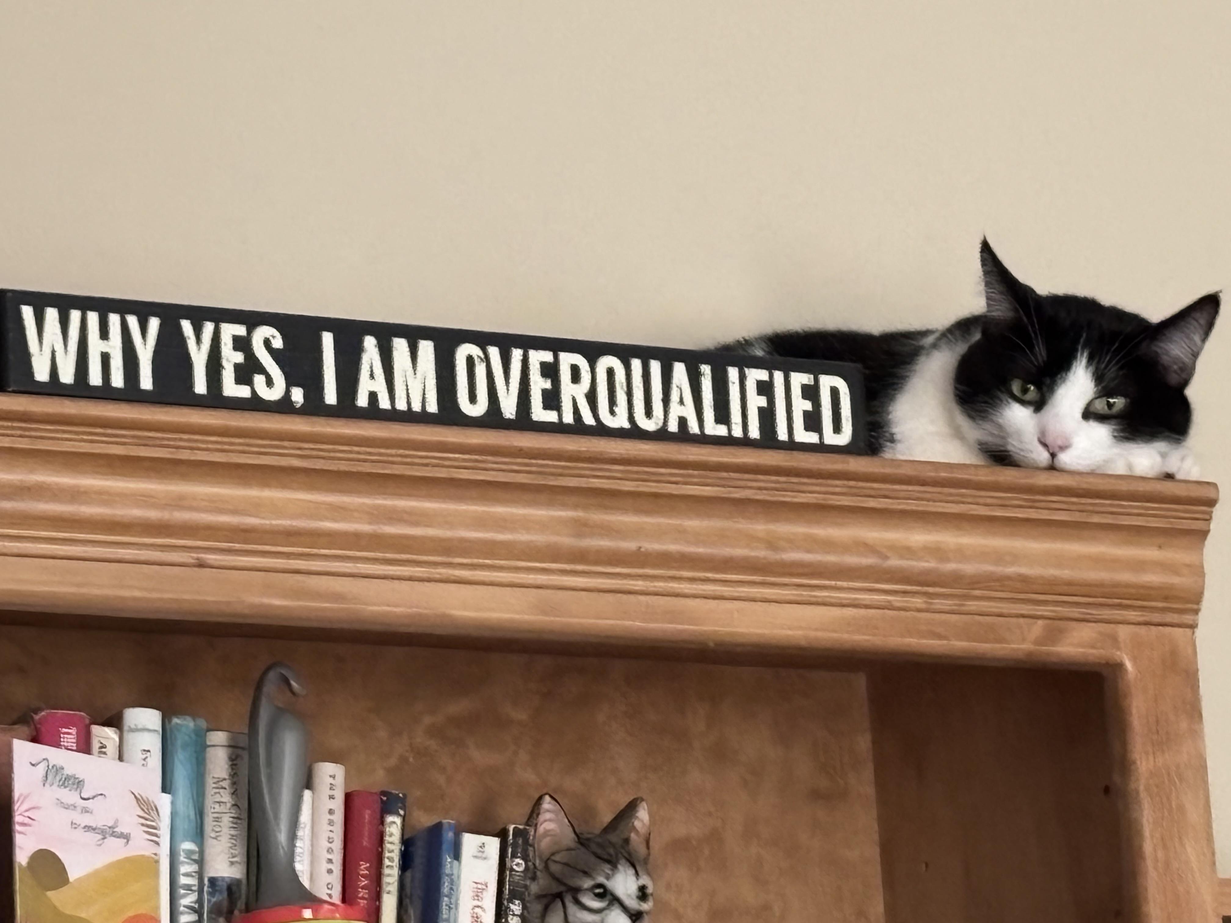 Enlarge Mumu, a ADOPTABLE Domestic Short Hair in Roanoke, VA image 3/4