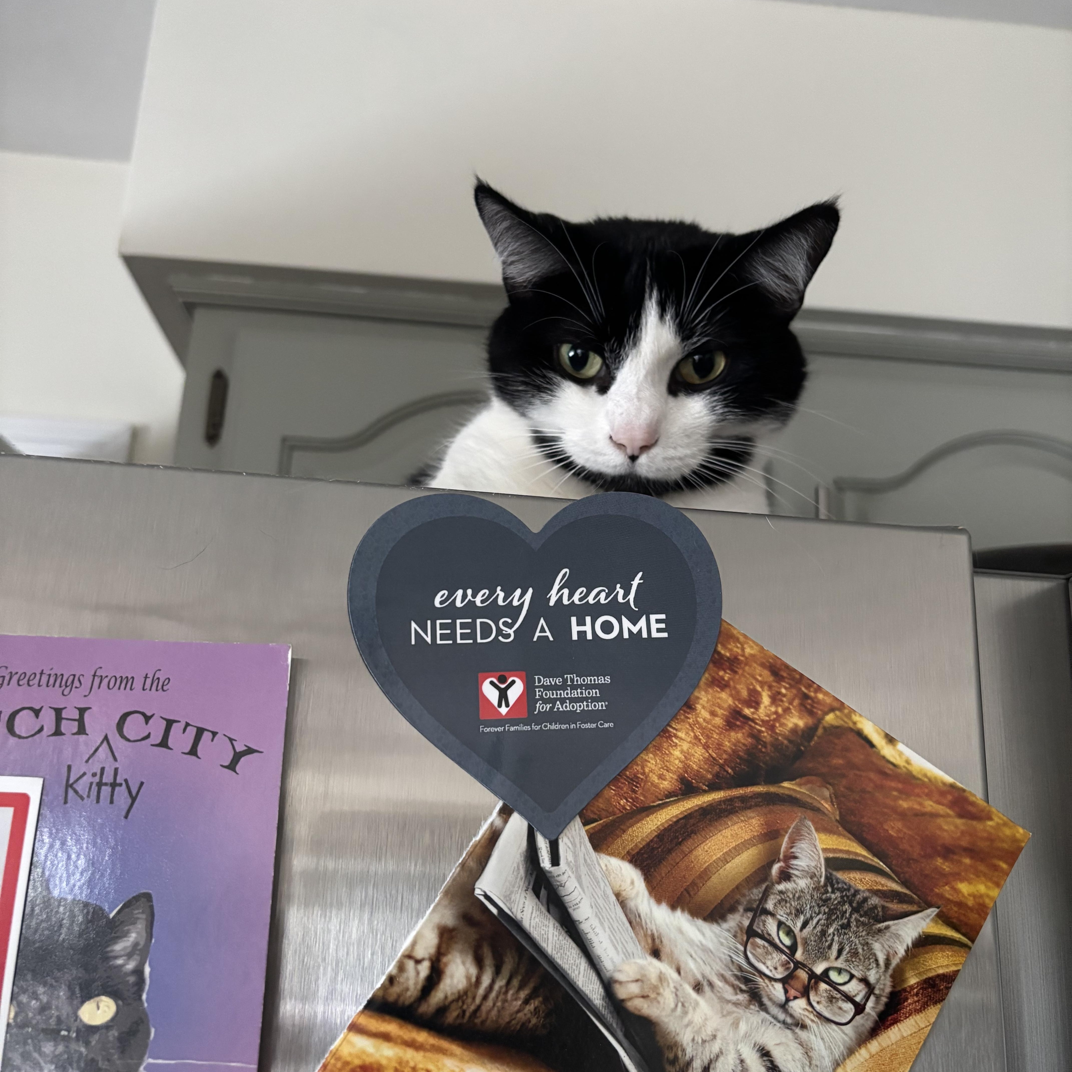 Enlarge Mumu, a ADOPTABLE Domestic Short Hair in Roanoke, VA image 4/4