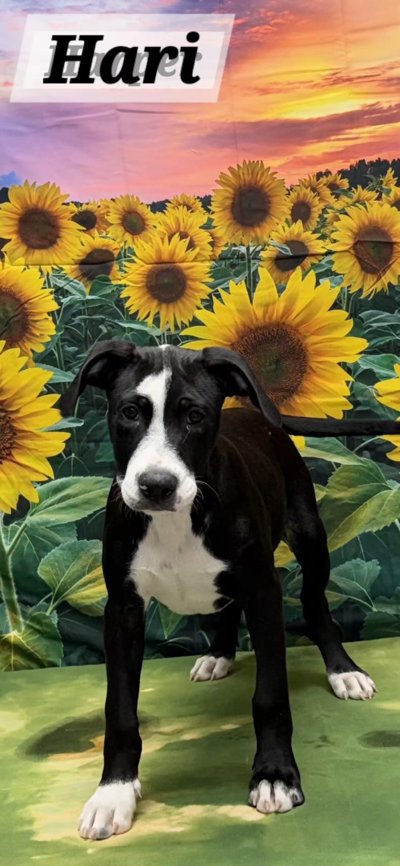 Hari, Adoptable, Puppy Male Pit Bull Terrier.