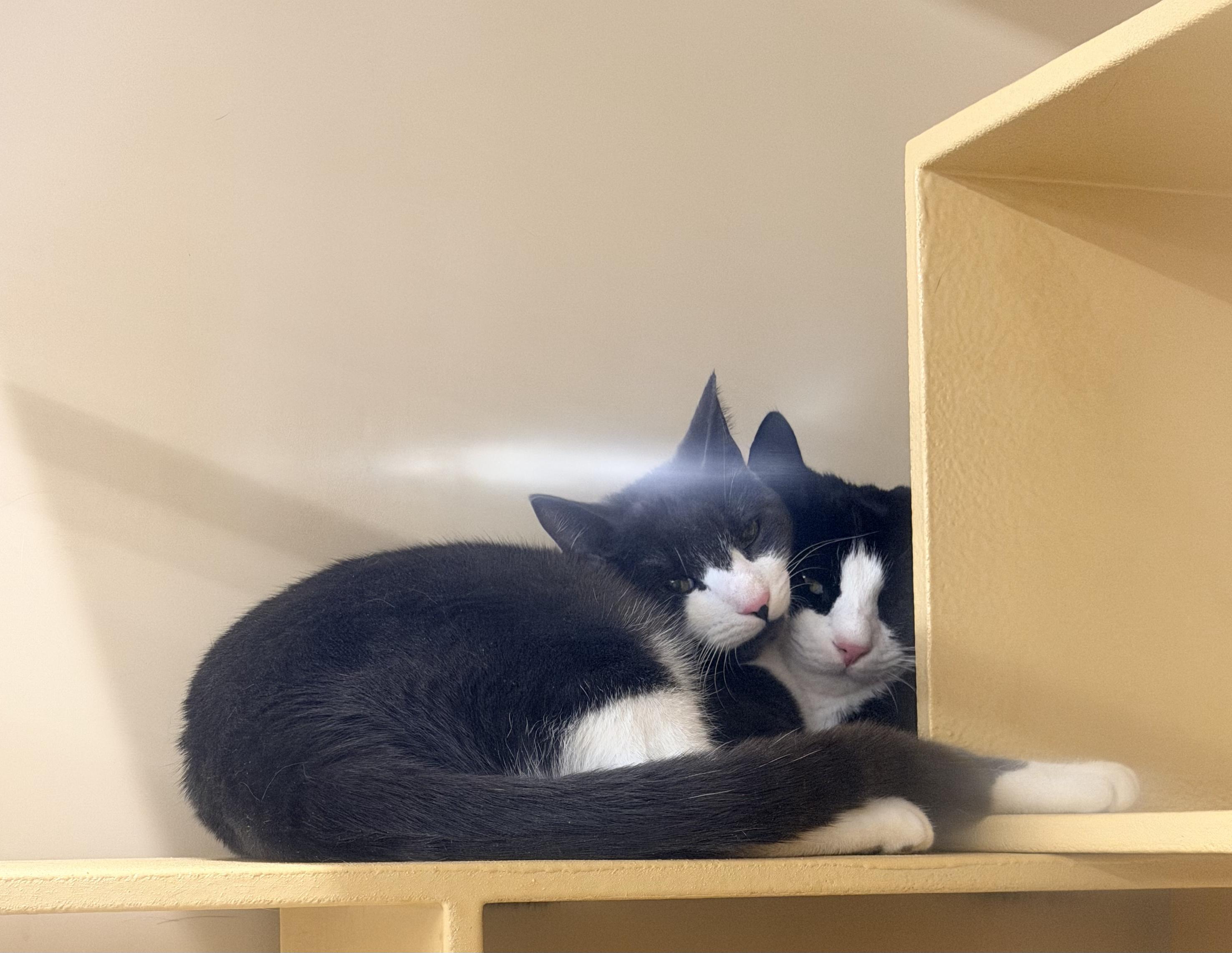 Arthur & Albert, a Adoptable Domestic Short Hair in Cambridge, MA image 2/4