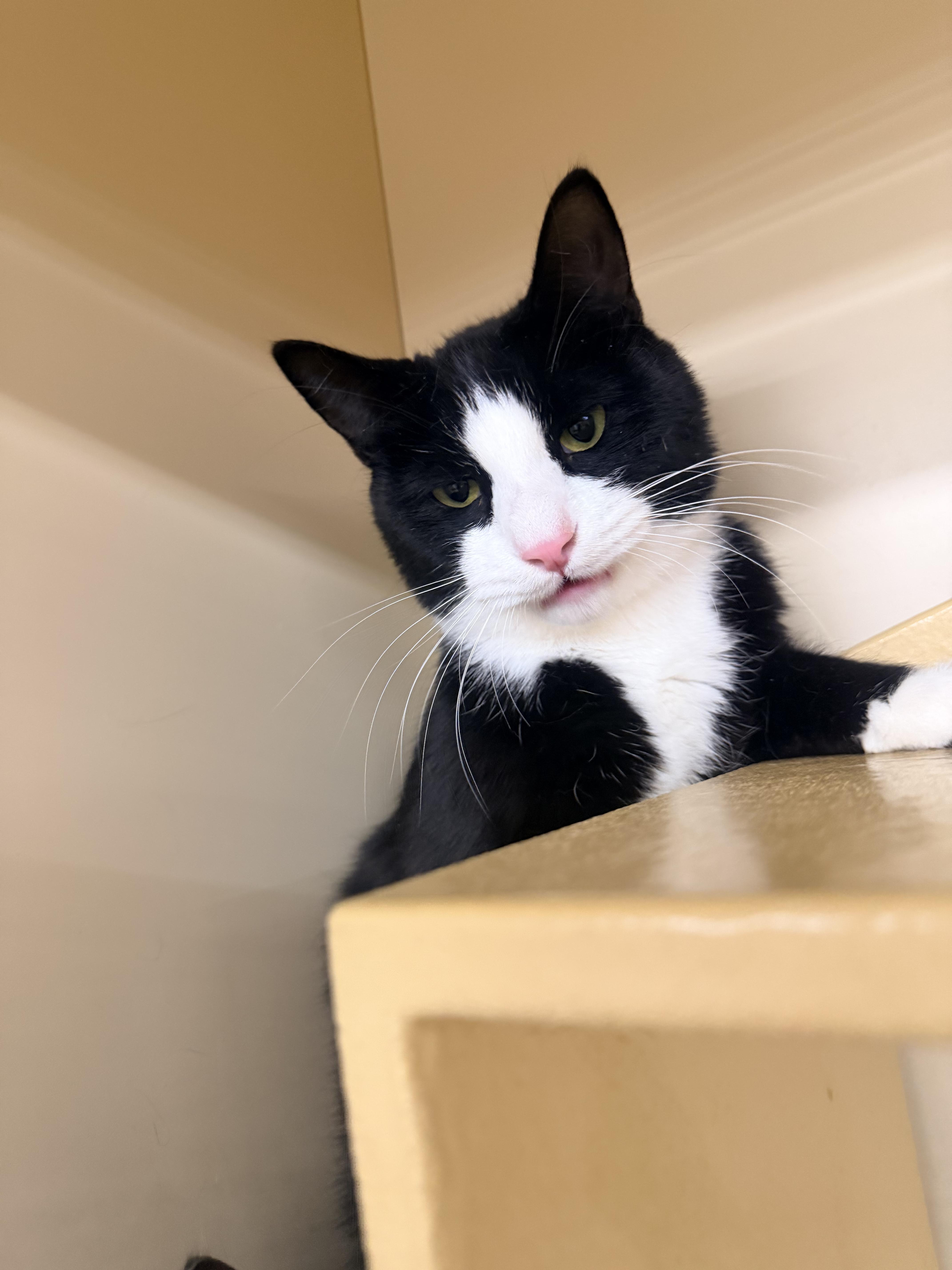 Arthur & Albert, a Adoptable Domestic Short Hair in Cambridge, MA image 3/4