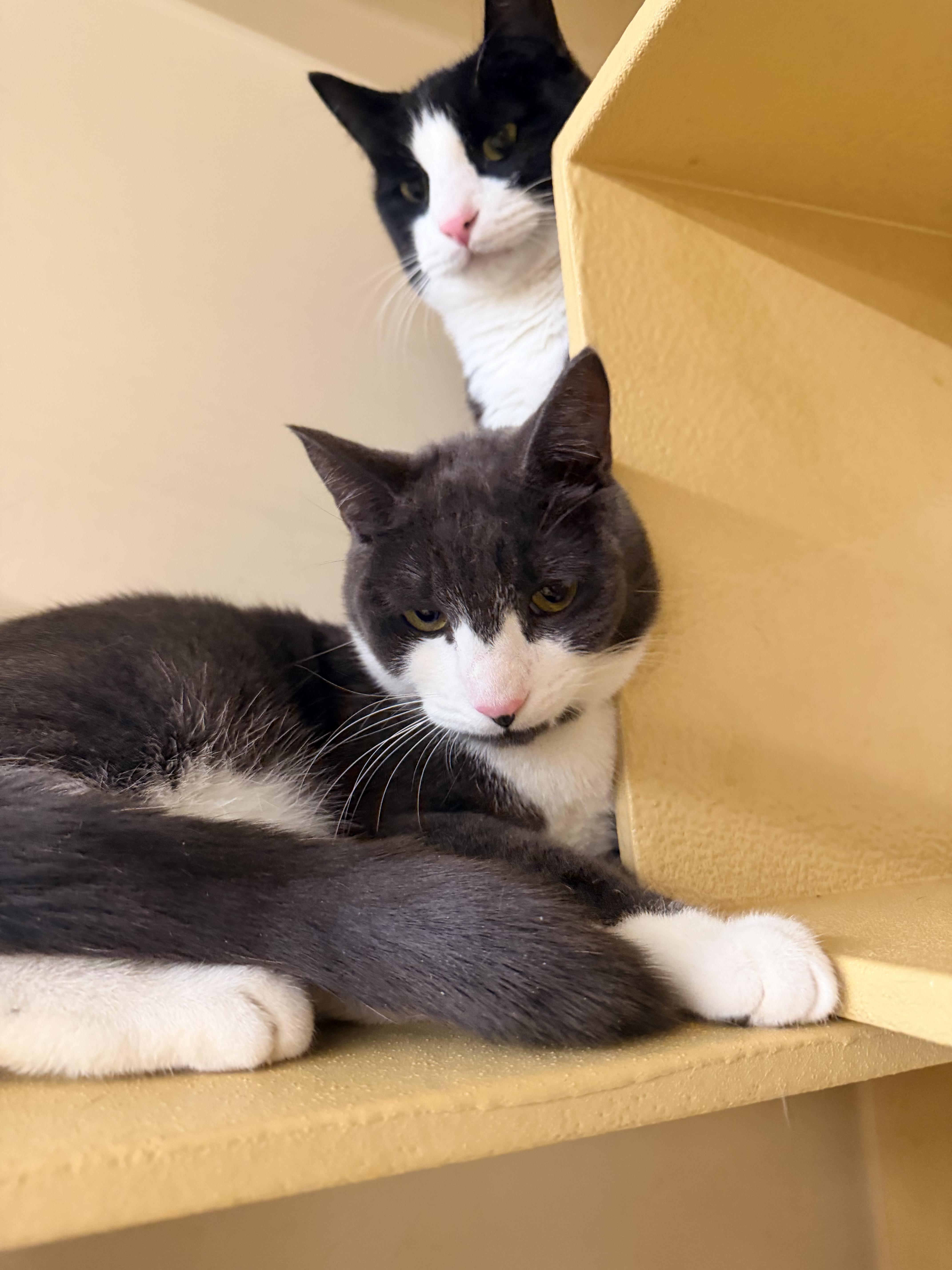 Arthur & Albert, a Adoptable Domestic Short Hair in Cambridge, MA image 1/4