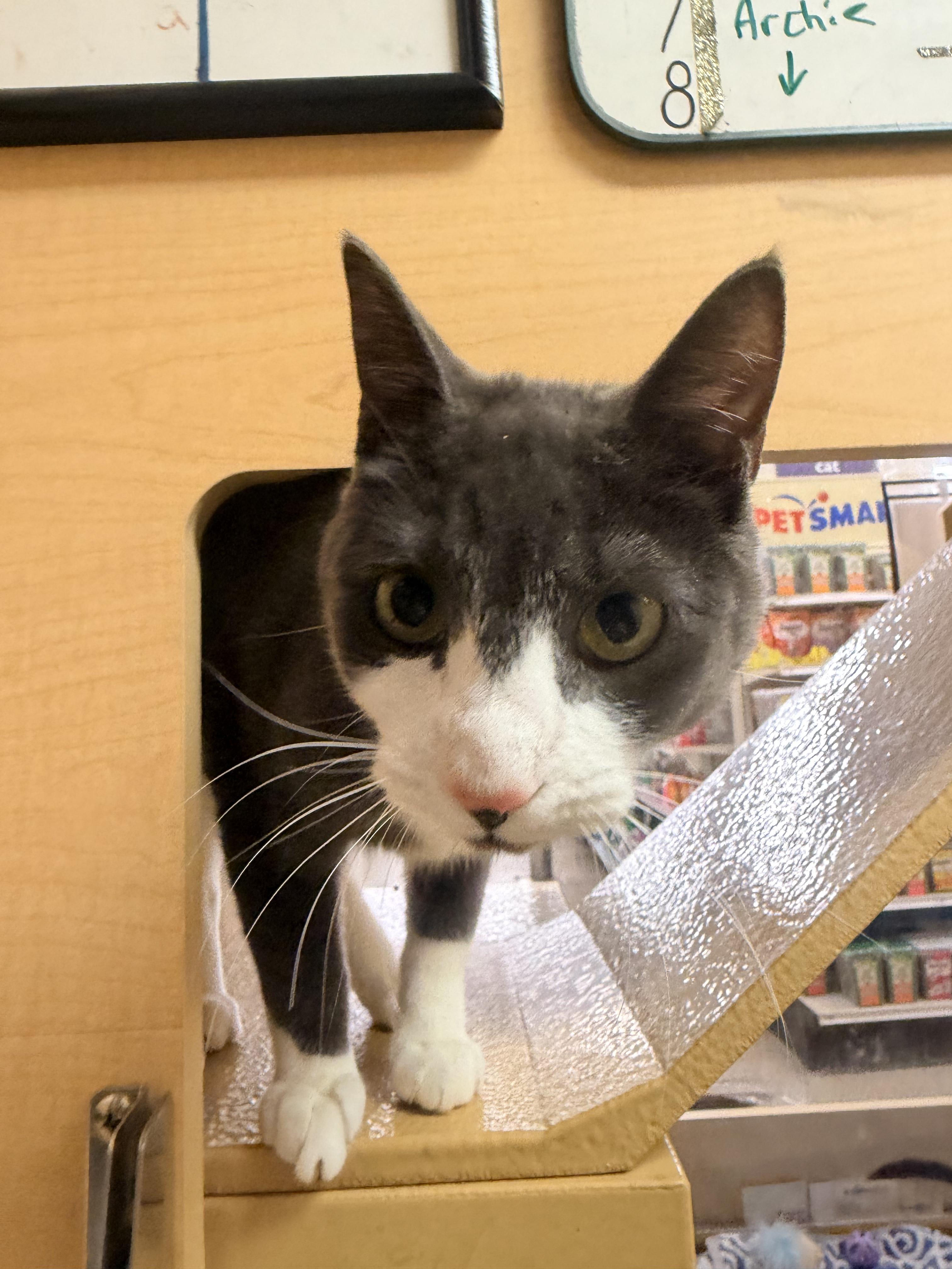 Arthur & Albert, a Adoptable Domestic Short Hair in Cambridge, MA image 4/4