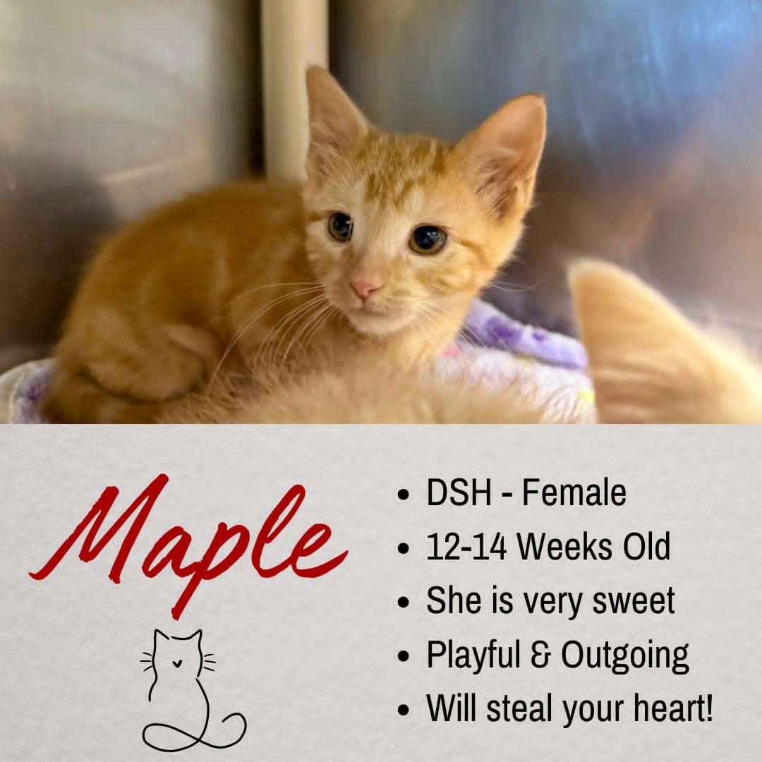 Maple, adoptable, Young Female Domestic Short Hair.