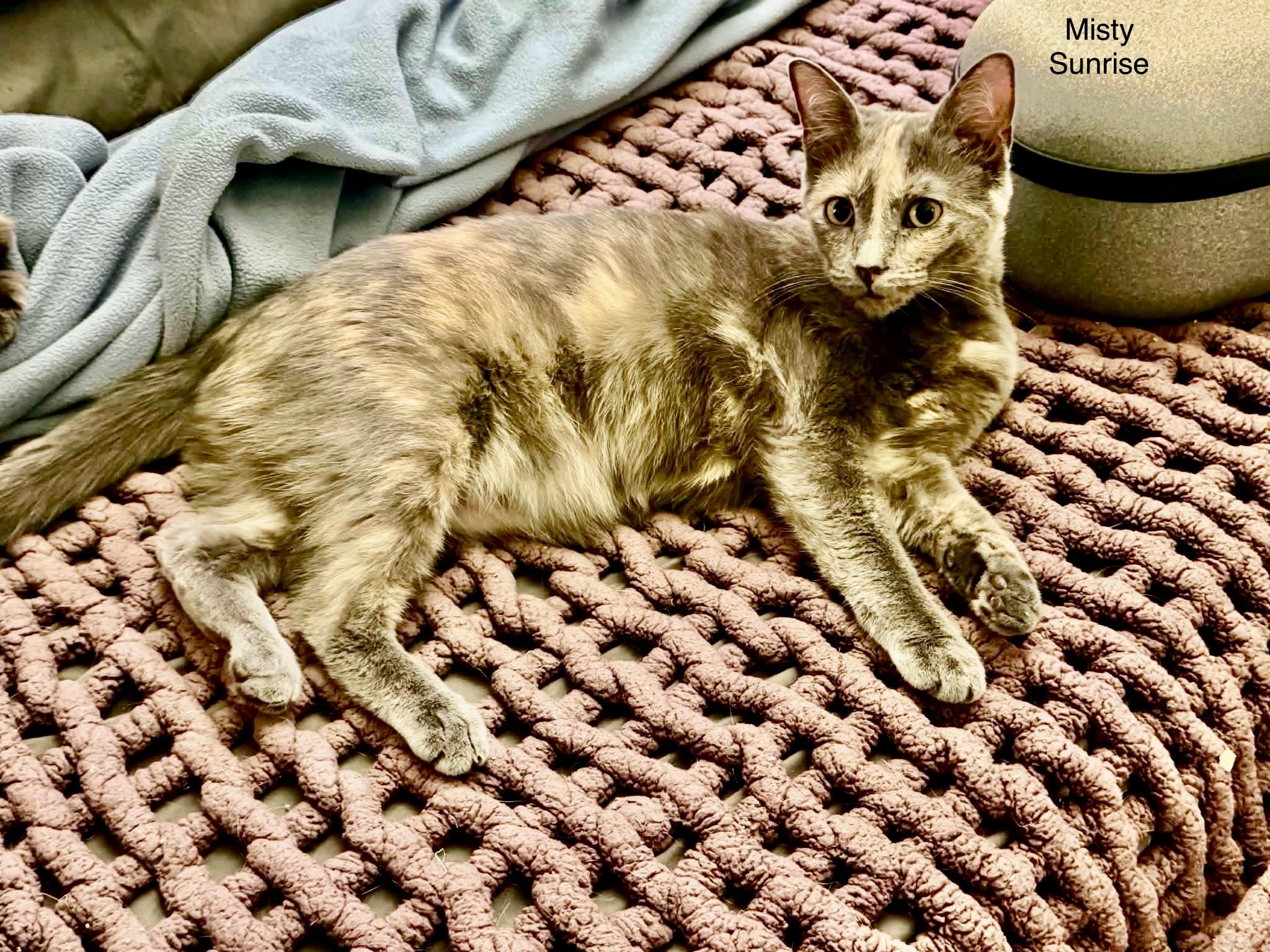 Enlarge Misty Sunrise, a Adoptable Dilute Tortoiseshell in Jackson, GA image 2/2