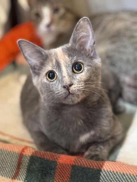 Misty Sunrise, Adoptable, Young Female Dilute Tortoiseshell.