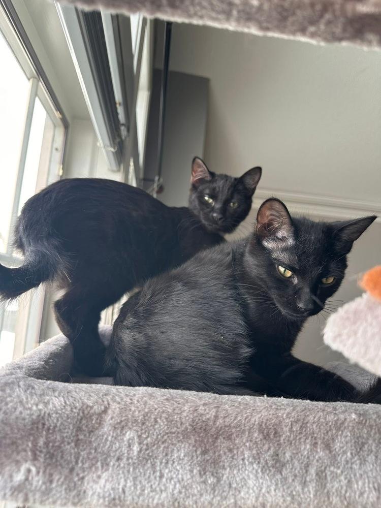 Folklore: Rusalka, Adoptable, Kitten Female Domestic Short Hair.