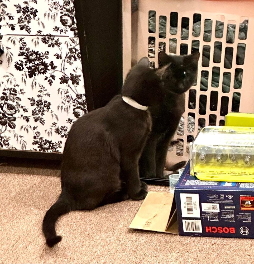 Enlarge Folklore:  Rusalka, a Adoptable Domestic Short Hair in Warren, CT image 3/6