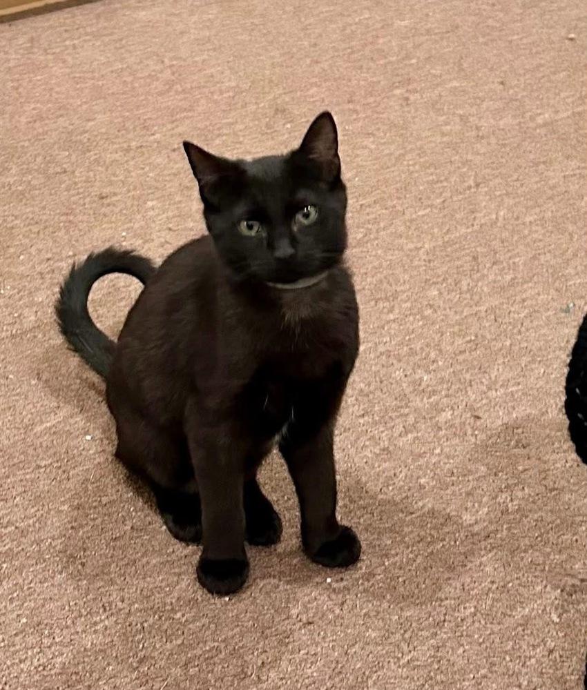 Enlarge Folklore:  Rusalka, a Adoptable Domestic Short Hair in Warren, CT image 6/6