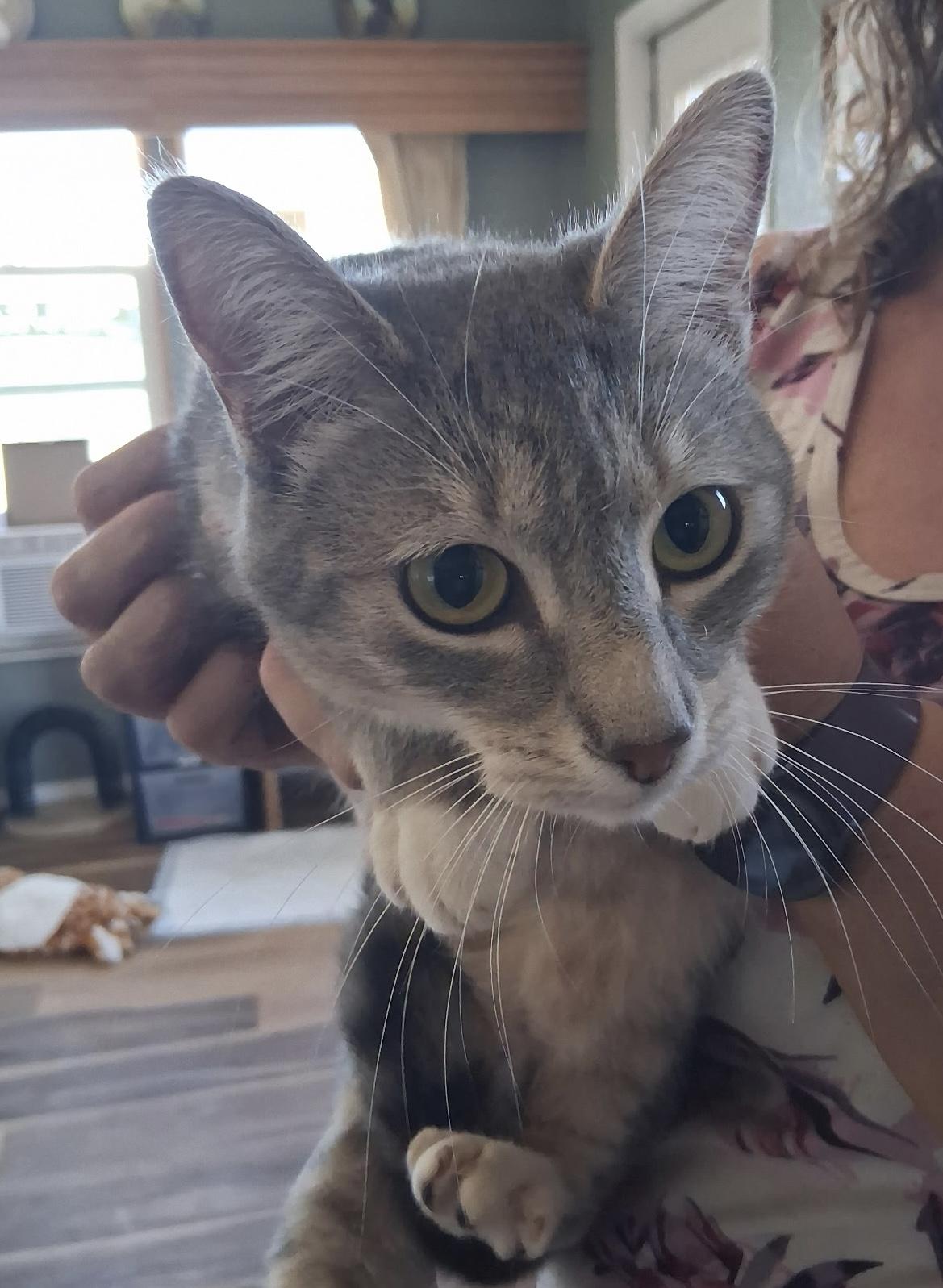 Ivory, ADOPTABLE, Young Female Domestic Short Hair.