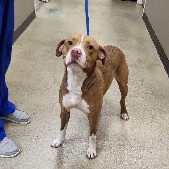 Enlarge Comet, a Adopted mixed breed in Springhill, LA image 1/3