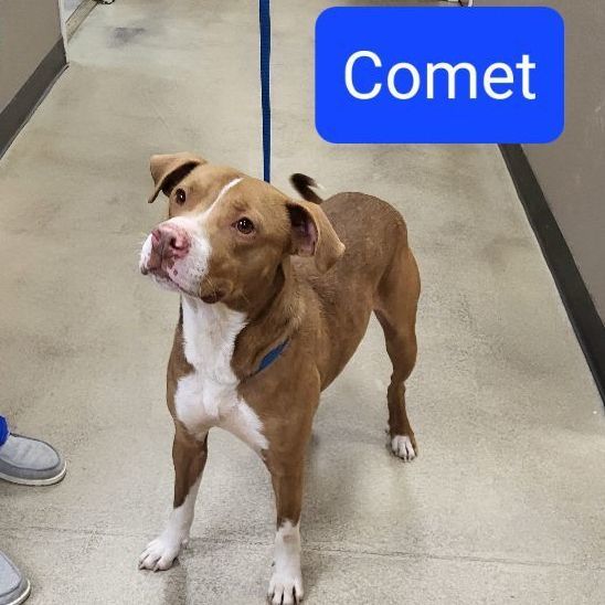 Enlarge Comet, a Adopted mixed breed in Springhill, LA image 2/3
