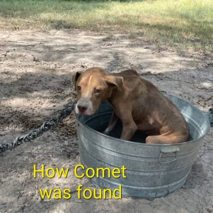 Enlarge Comet, a Adopted mixed breed in Springhill, LA image 3/3