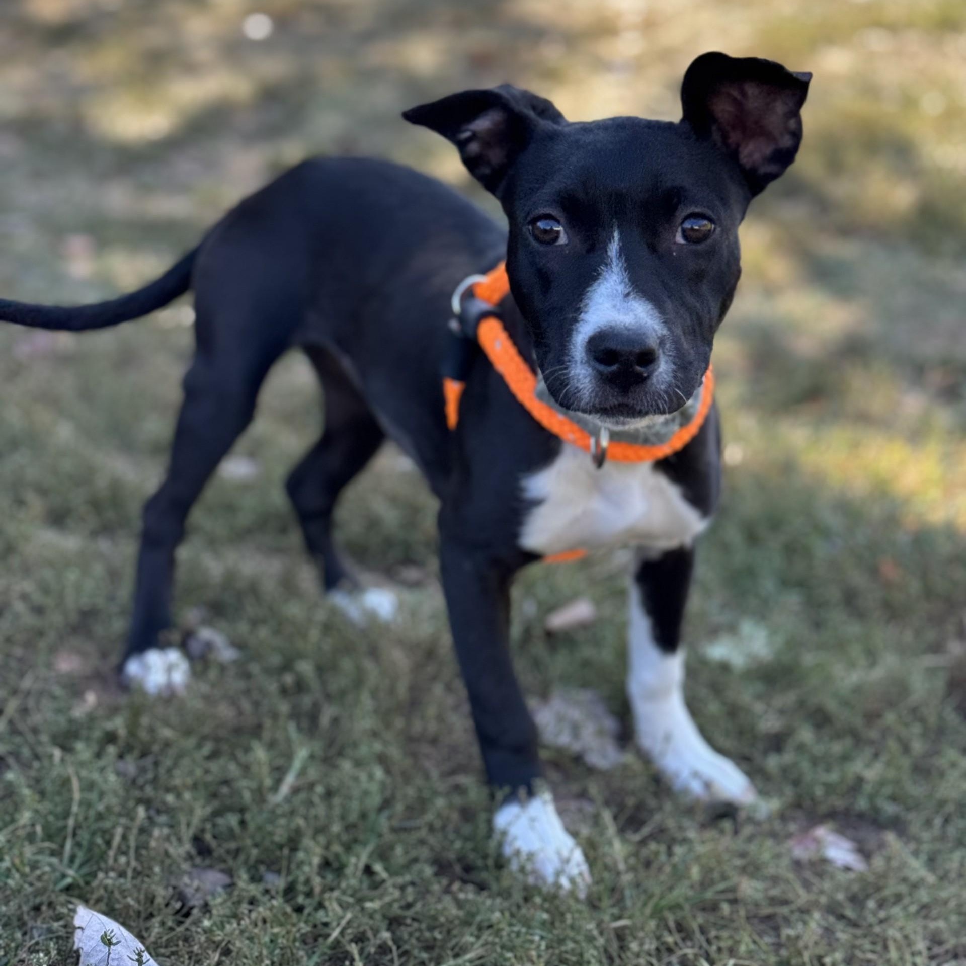 Felicity Cole (CONC-A-8982)