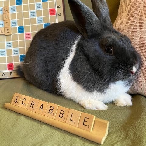 Enlarge Scrabble, a Adoptable Dutch in Livermore, CA image 1/5