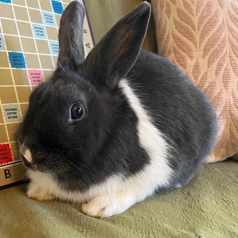 Enlarge Scrabble, a Adoptable Dutch in Livermore, CA image 2/5