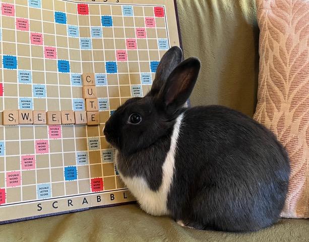 Enlarge Scrabble, a Adoptable Dutch in Livermore, CA image 3/5