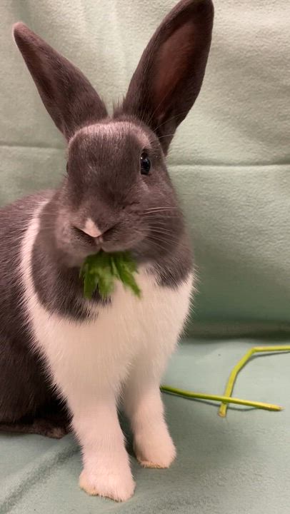 Enlarge Scrabble, a Adoptable Dutch in Livermore, CA video 5/5